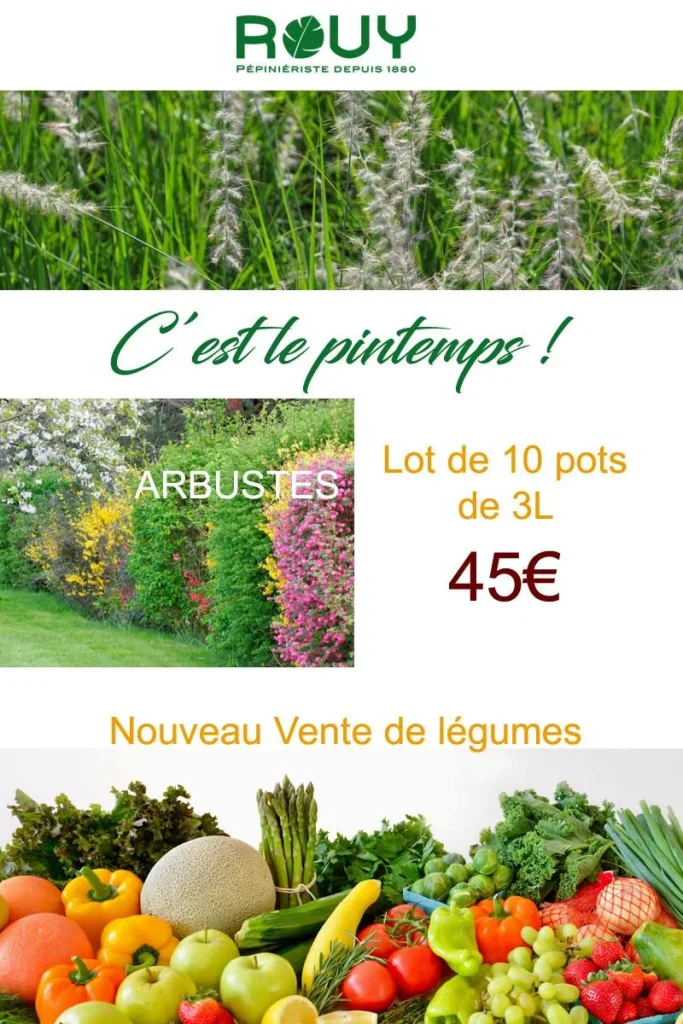 création de site internet Châteaurenard et Avignon – Icone Internet