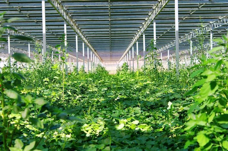 Photo professionnelle valorisant un produit agricole